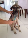 Pingo