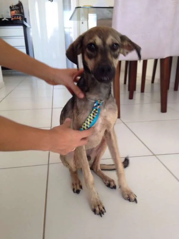 Cachorro raça Sem raça definida idade 1 ano nome Pingo