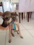 Pingo
