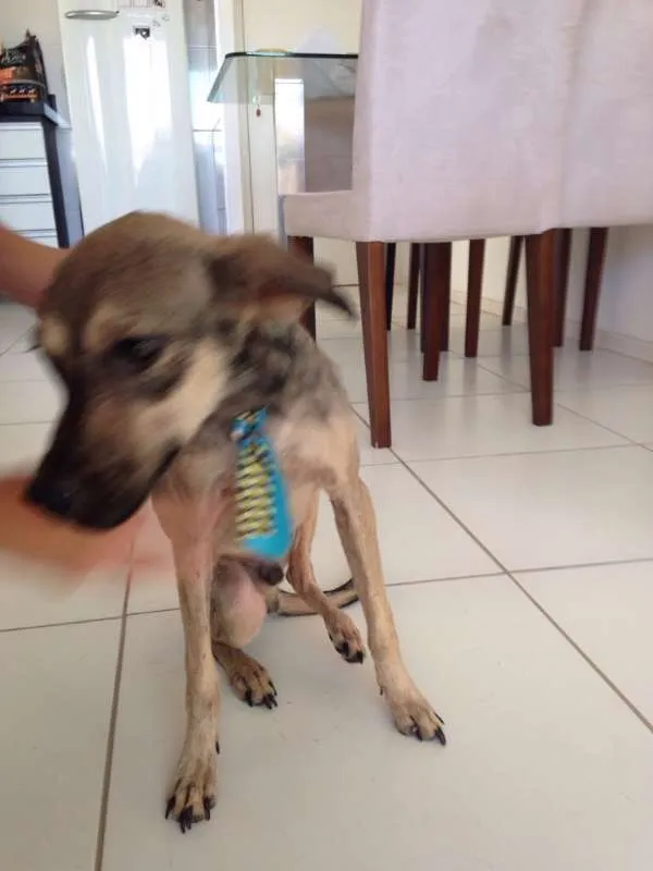 Cachorro raça Sem raça definida idade 1 ano nome Pingo