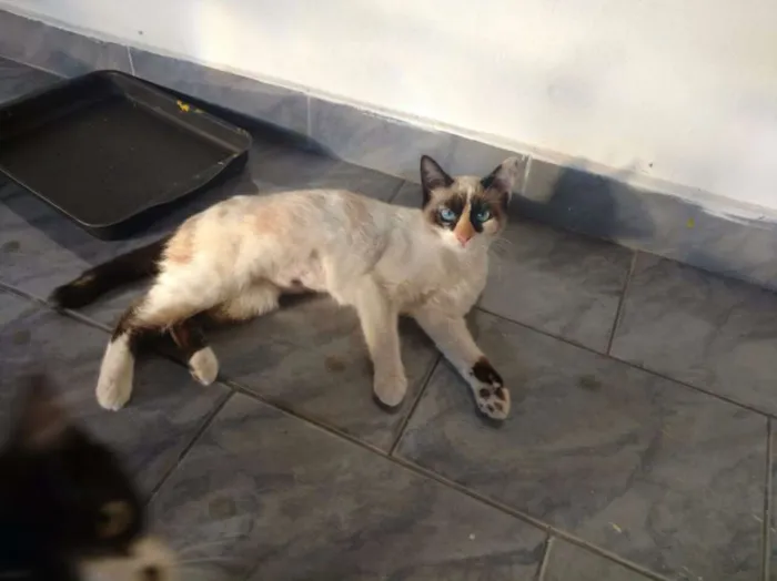 Gato ra a SRD idade 2 a 6 meses nome Laila