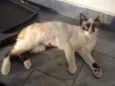 Laila