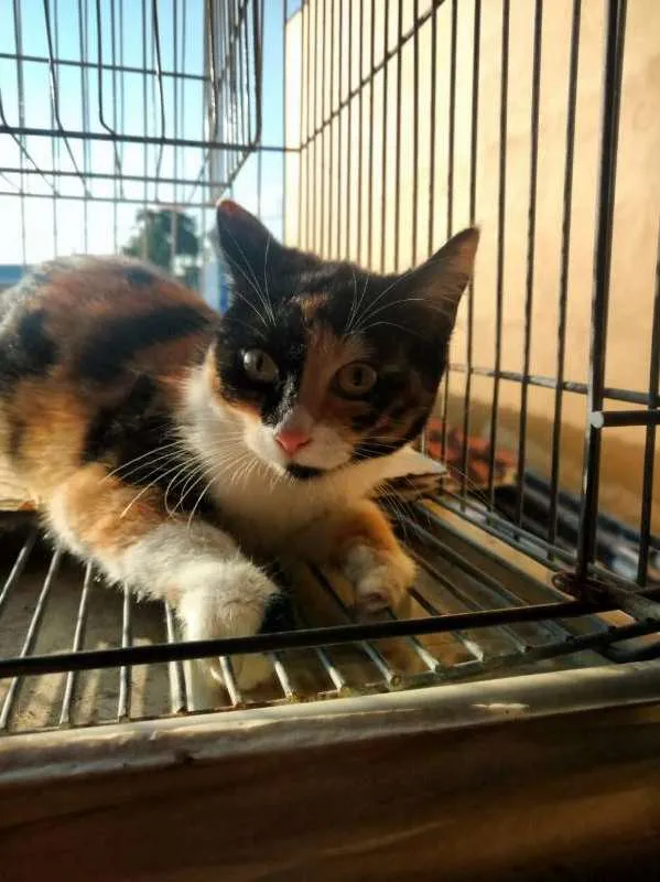 Gato ra a SRD idade 2 a 6 meses nome Sara