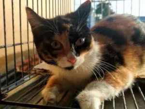 Gato raça SRD idade 2 a 6 meses nome Sara