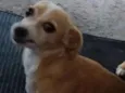 Adeli 