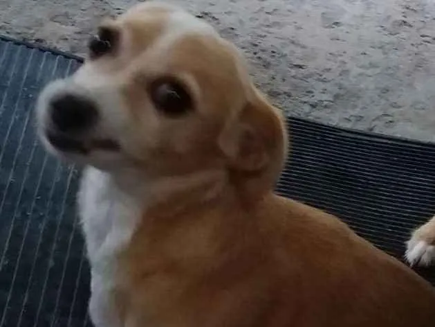 Cachorro ra a Vira-lata idade 3 anos nome Adeli 