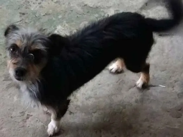 Cachorro ra a Vira-lata idade 3 anos nome Mel