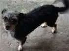Cachorro raça Vira-lata idade 3 anos nome Mel