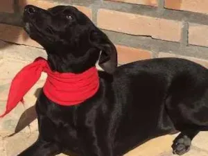 Cachorro raça vira lata idade 7 a 11 meses nome sem nome