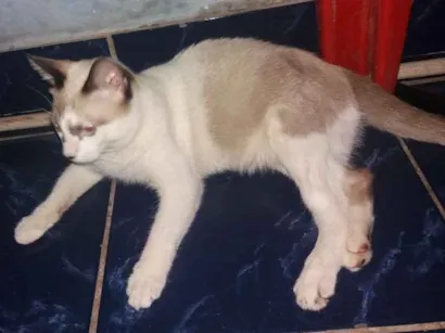 Gato raça Mista idade 2 a 6 meses nome Não tem nome