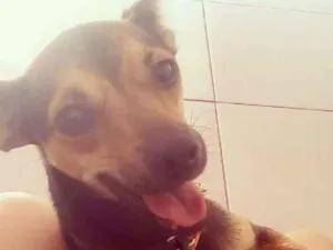 Cachorro raça Vira-lata idade 1 ano nome Lisa