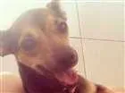 Cachorro raça Vira-lata idade 1 ano nome Lisa