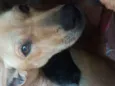 Mel