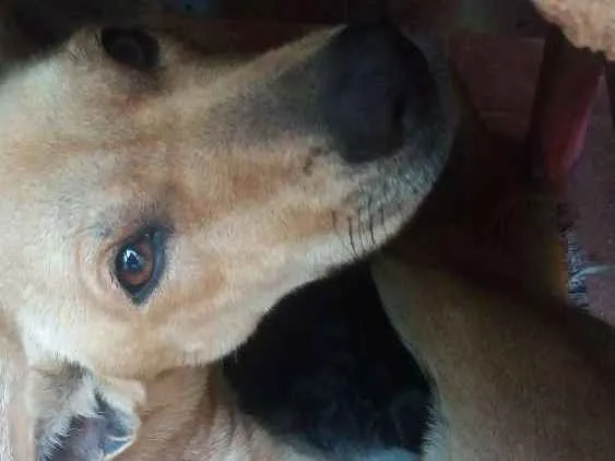 Cachorro ra a Vira Lata idade 1 ano nome Mel