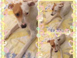 Cachorro raça SRD idade 1 ano nome Samanta