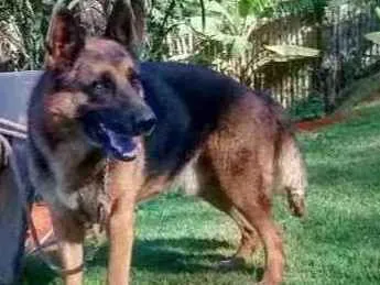Cachorro ra a Pastor alemão idade 6 ou mais anos nome Duque 