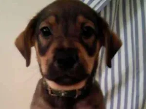 Cachorro raça srd idade 2 a 6 meses nome sem nome ainda