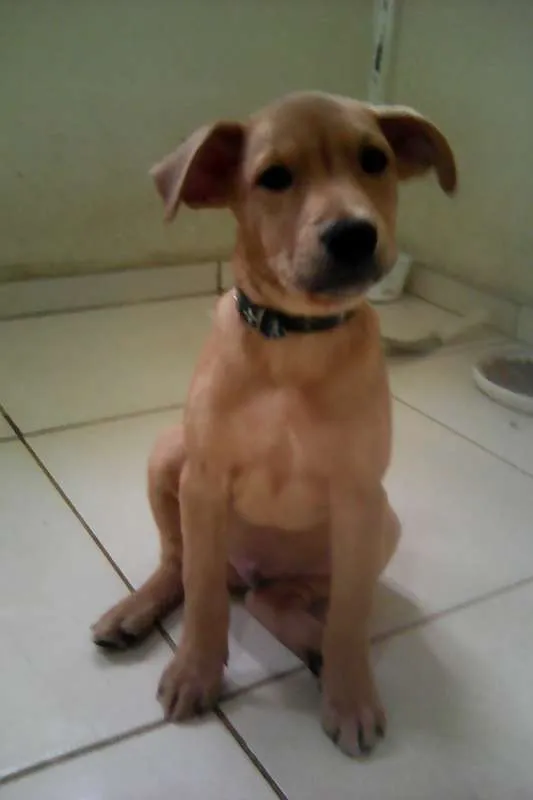 Cachorro raça srd idade 2 a 6 meses nome sem nome ainda