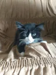 peludinha