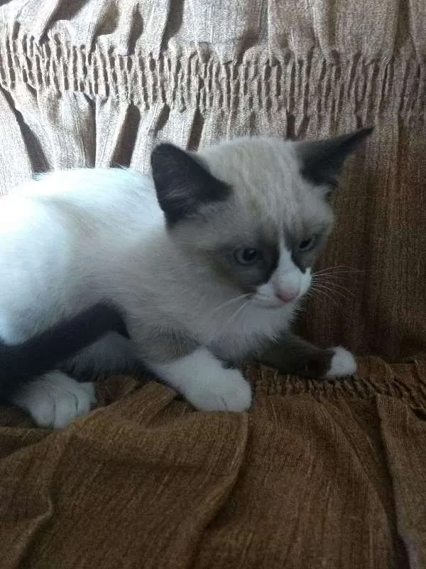 Gato ra a vira lata idade 2 a 6 meses nome neve