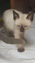 Gato filhote