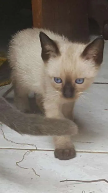 Gato raça de rua idade Abaixo de 2 meses nome Gato filhote