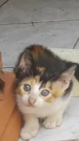 Gato filhote