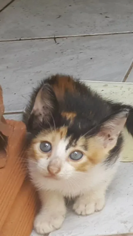 Gato raça de rua idade Abaixo de 2 meses nome Gato filhote