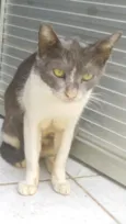 Gato filhote