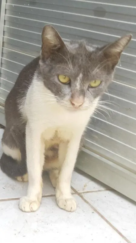 Gato raça de rua idade Abaixo de 2 meses nome Gato filhote