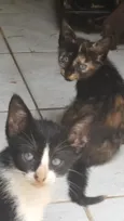 Gato filhote