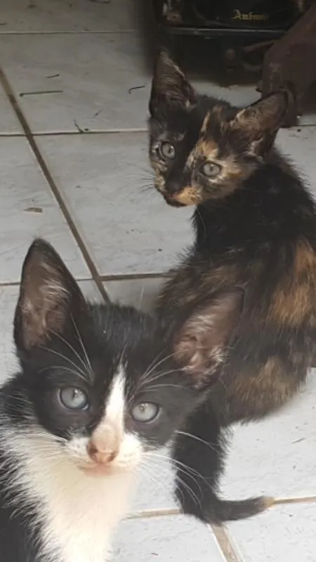 Gato raça de rua idade Abaixo de 2 meses nome Gato filhote
