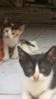 Gato filhote