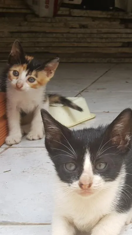 Gato raça de rua idade Abaixo de 2 meses nome Gato filhote