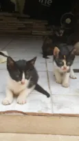 Gato filhote