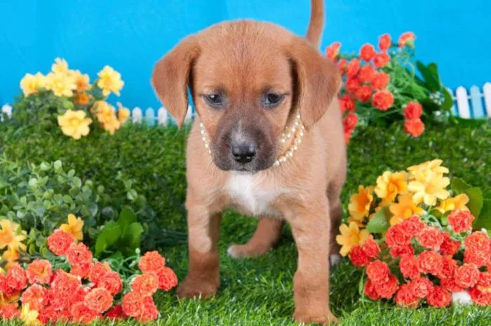 Cachorro ra a SRD idade 2 a 6 meses nome Linda filhotinha