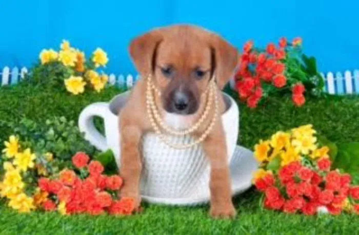 Cachorro ra a SRD idade 2 a 6 meses nome Linda filhotinha