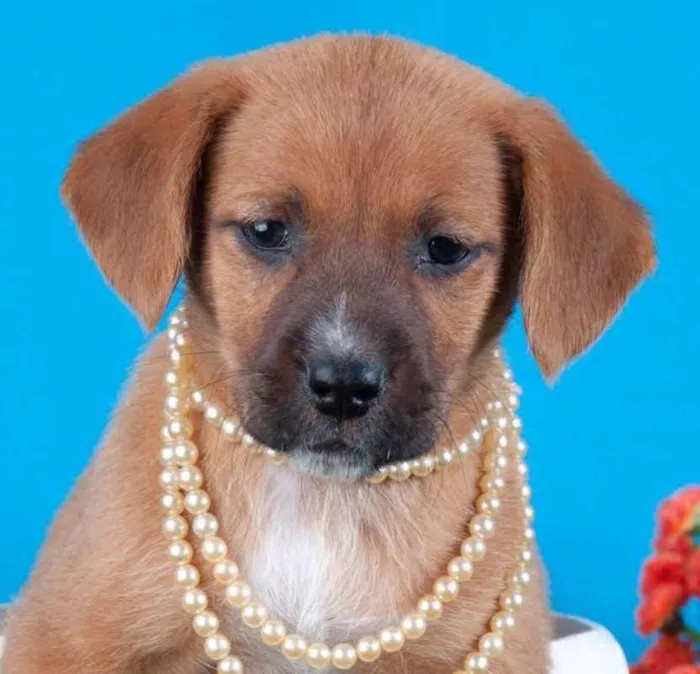 Cachorro ra a SRD idade 2 a 6 meses nome Linda filhotinha