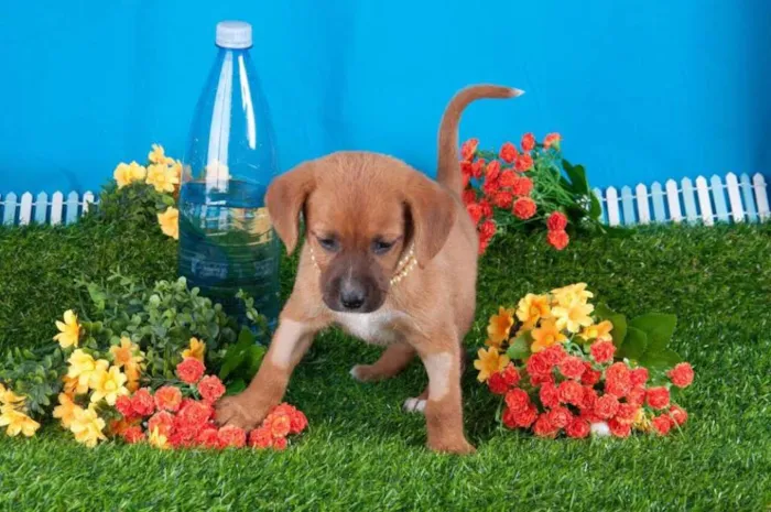 Cachorro ra a SRD idade 2 a 6 meses nome Linda filhotinha