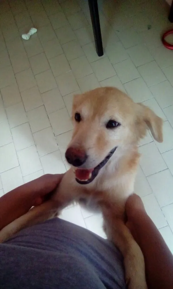 Cachorro ra a Vira lata idade  nome Malandro