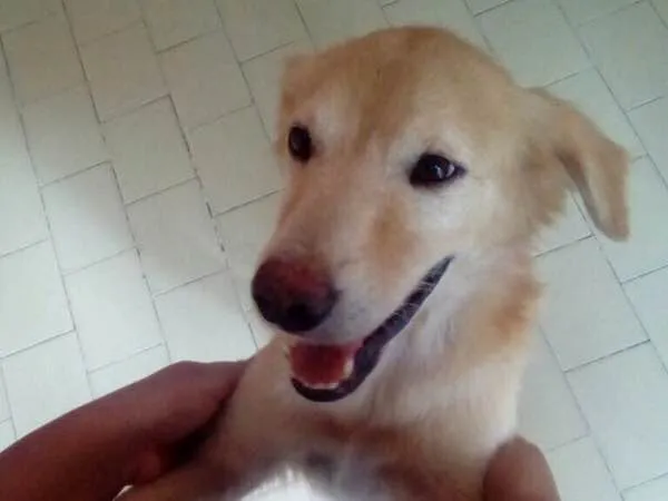 Cachorro ra a Vira lata idade  nome Malandro