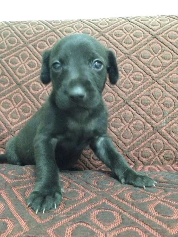 Cachorro ra a SRD idade Abaixo de 2 meses nome Escolha o meu nome