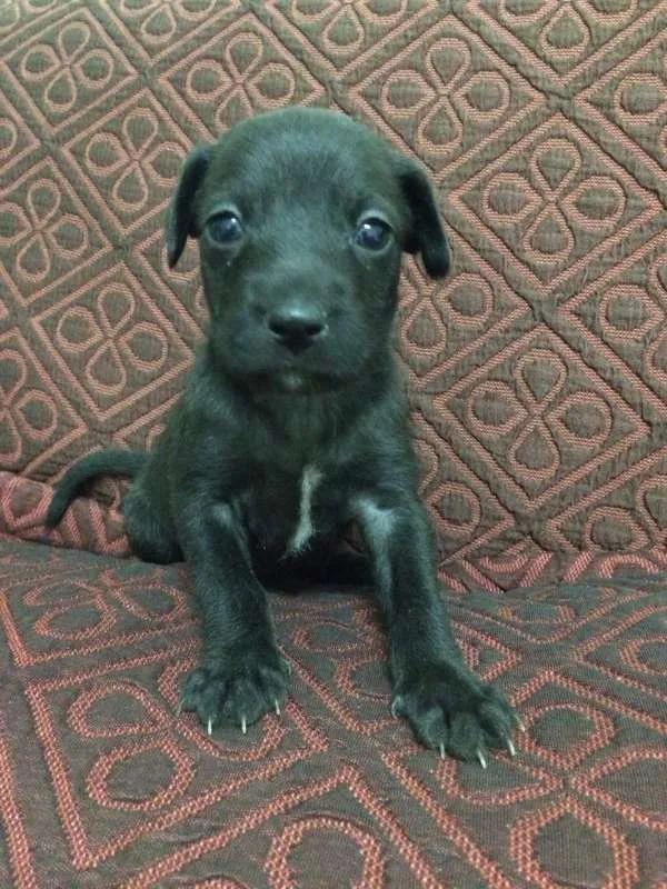 Cachorro ra a SRD idade Abaixo de 2 meses nome Escolha o meu nome