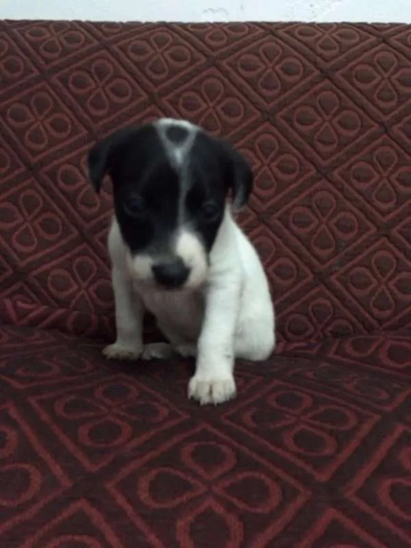 Cachorro ra a SRD idade Abaixo de 2 meses nome Escolha o meu nome