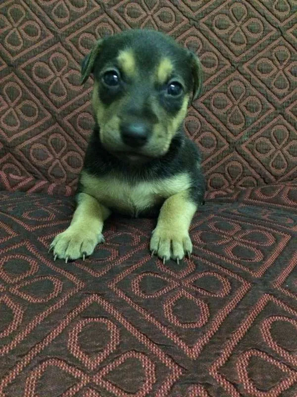 Cachorro ra a SRD idade Abaixo de 2 meses nome Escolha o meu nome