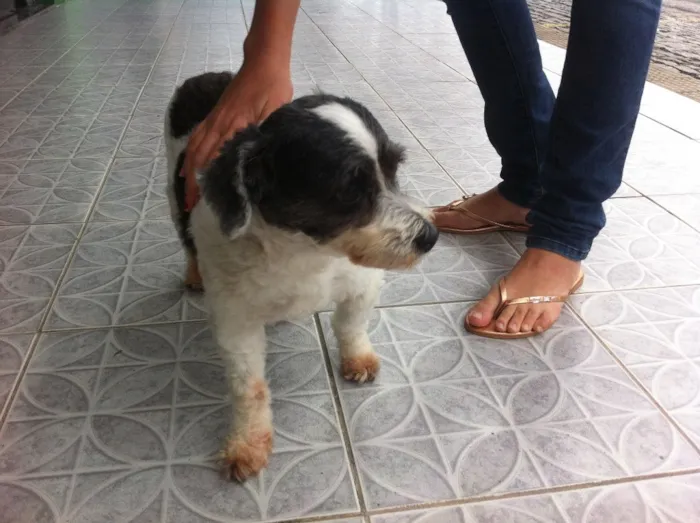 Cachorro raça Mestiço idade 2 anos nome Não informado