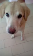 Malandro