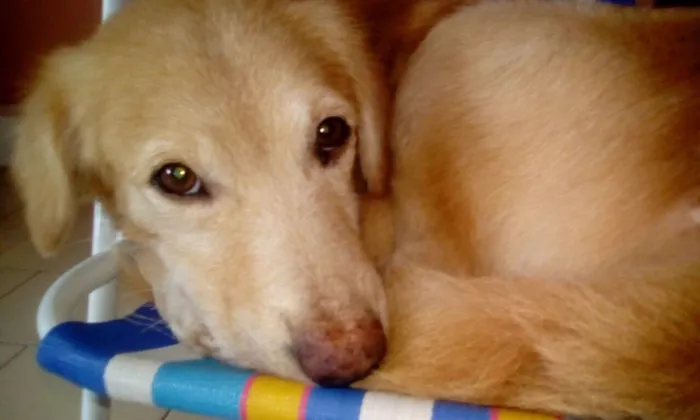 Cachorro ra a Vira lata idade  nome Malandro