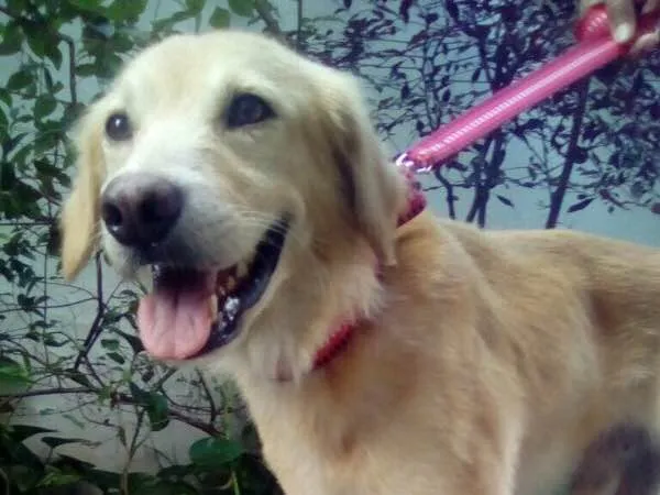Cachorro ra a Vira lata idade  nome Malandro