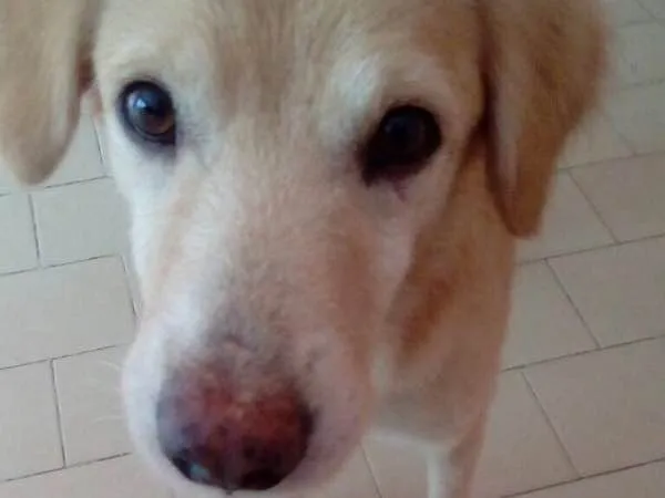 Cachorro ra a Vira lata idade  nome Malandro